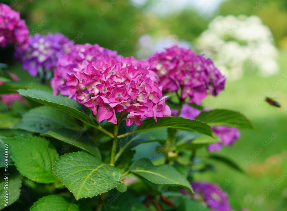 Hydrangea macrophylla - Beautiful bush of hydrangea flowers in a garden
Hydrangea macrophylla - Beautiful bush of hydrangea flowers in a garden