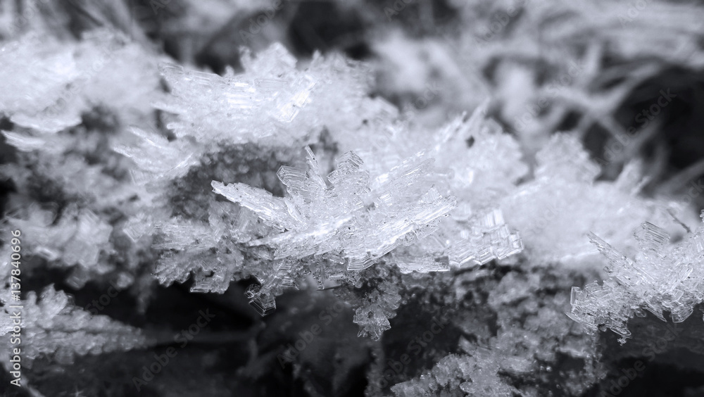 Snow coating on the plant in winter. Slovakia Snow coating on the plant in winter. Slovakia