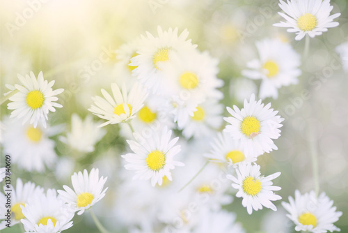 daisy flower © honzakrej