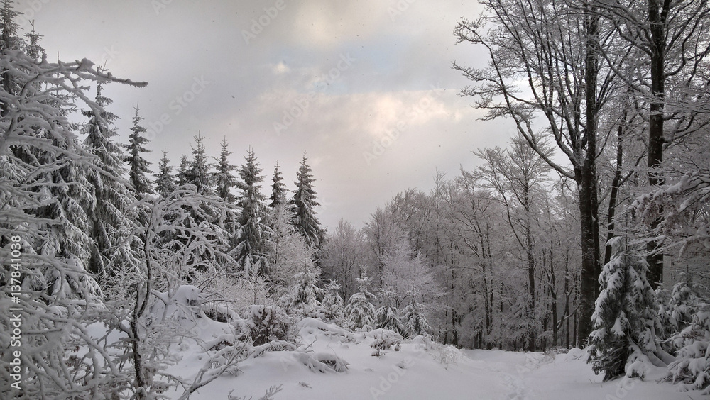 Nature covered by snow during misty winter day. Slovakia Nature covered by snow during misty winter day. Slovakia