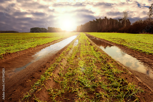 Cornfield after the rain