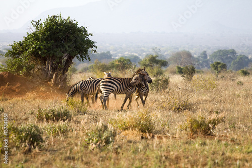 wild animals of Africa