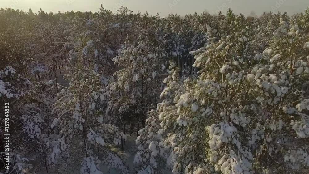 Flying over the snow-covered tops of pine trees in the forest Flying over the snow-covered tops of pine trees in the forest