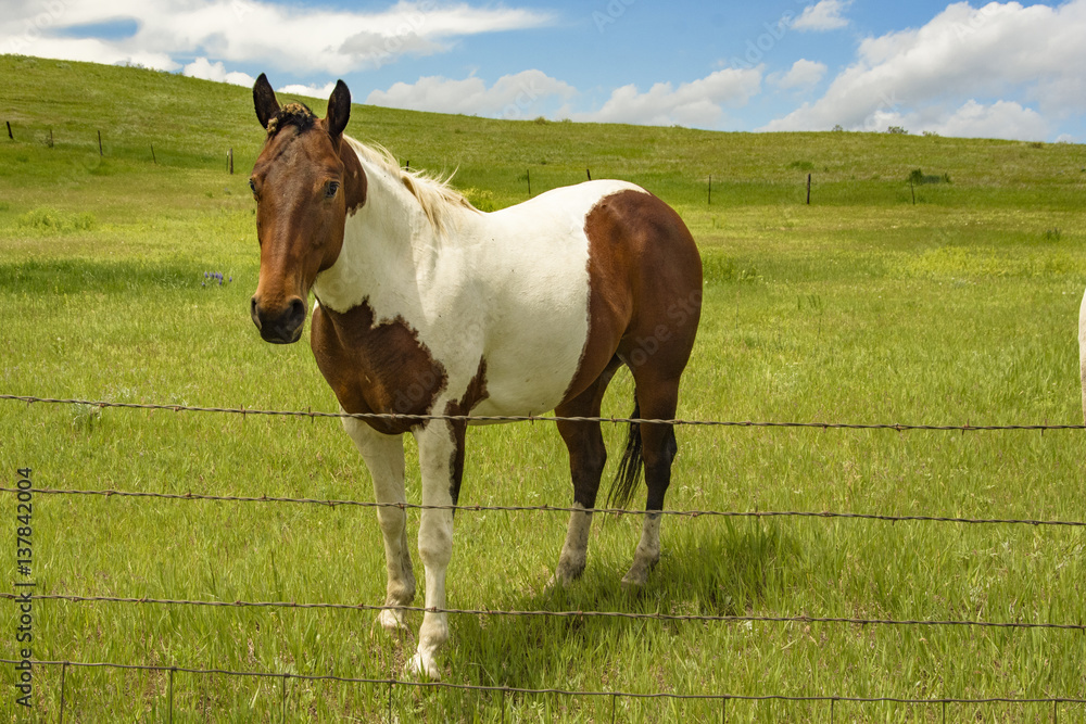 Obraz premium Horse on the Range