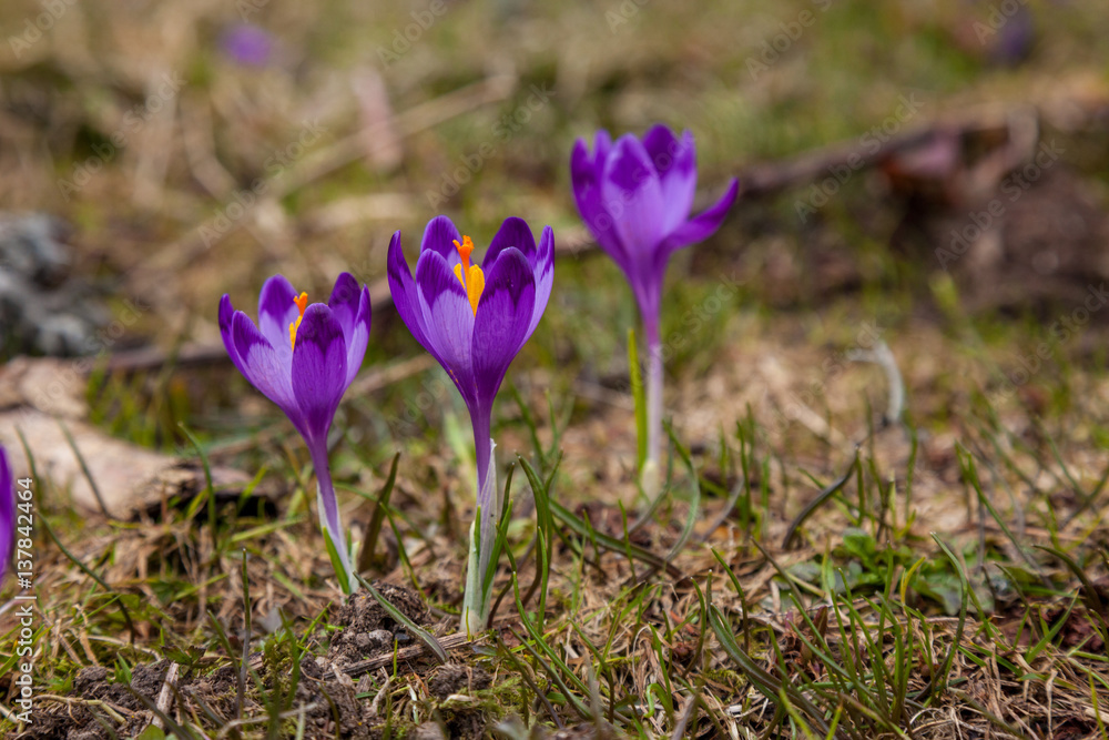 lot of purple crocus flowers in spring lot of purple crocus flowers in spring