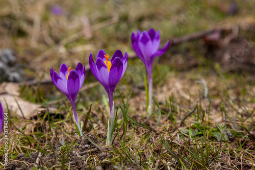 lot of purple crocus flowers in spring