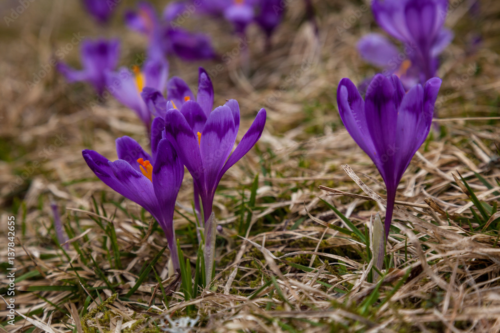 lot of purple crocus flowers in spring lot of purple crocus flowers in spring