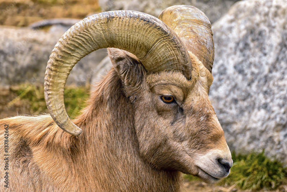 Rocky Mountain Sheep