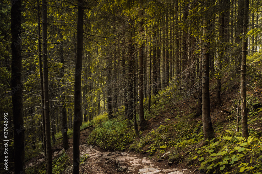 Obraz premium A pathway in thick forest