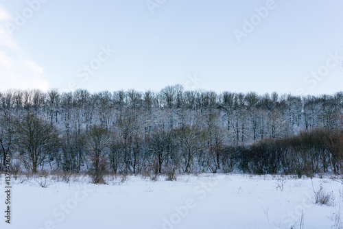 winter forest studded snow