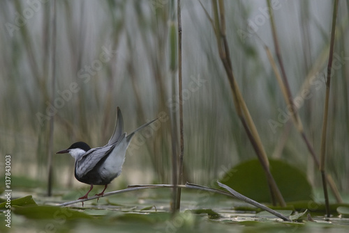 Whiskered tern (Chlidonias hybrida) perched on plant stem on Lake Skadar, Lake Skadar National Park, Montenegro, May 2008 photo