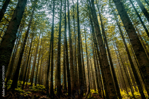 Looking up at tall trees in forest