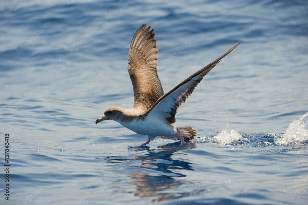 Cory's shearwater (Calonectris diomedea) taking off from sea, Canary Islands, May 2009 Cory's shearwater (Calonectris diomedea) taking off from sea, Canary Islands, May 2009
