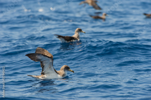 Cory's shearwater (Calonectris diomedea) stretching wings on water, Canary Islands, May 2009 photo