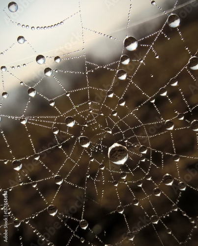 Water droplets on spider web. Slovakia