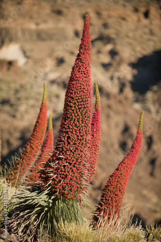 Red giant tajinaste / Mount Teide bugloss (Echium wildpretii) flowers, Teide National Park, Tenerife, Canary Islands, May 2009 photo