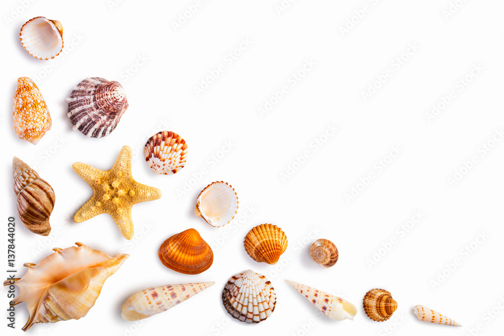 Frame with seashells isolated on white Stock Photo | Adobe Stock