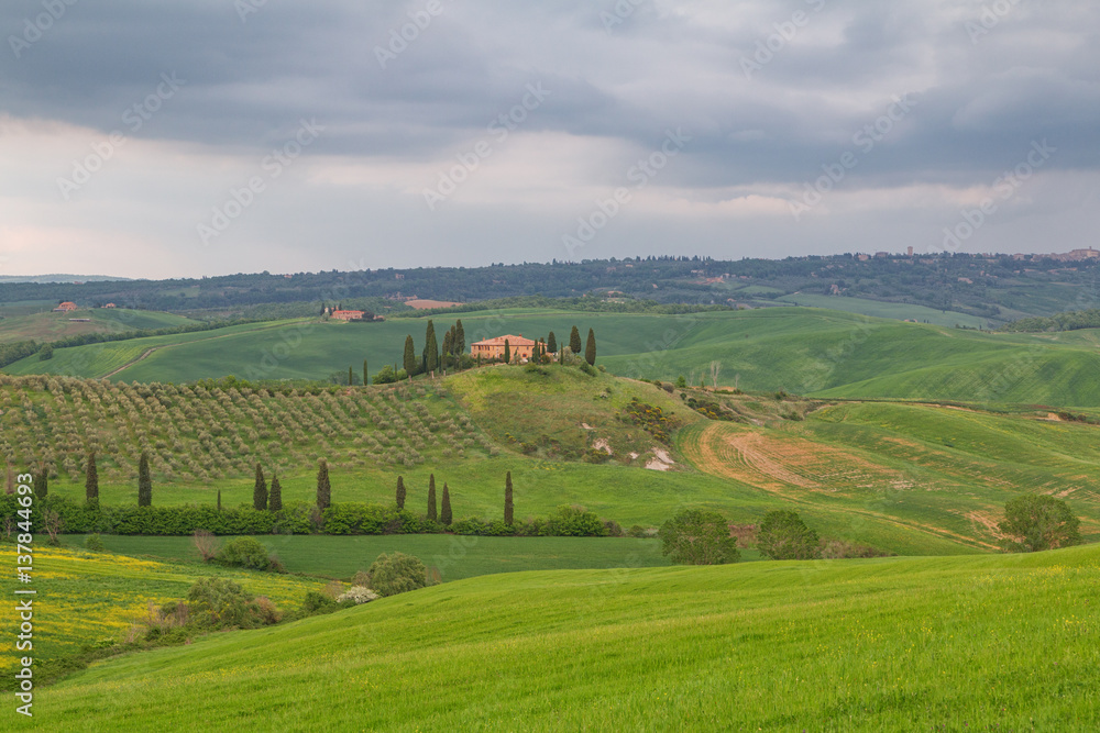 Fototapeta premium Tuscany landscape, beautiful green hills springtime