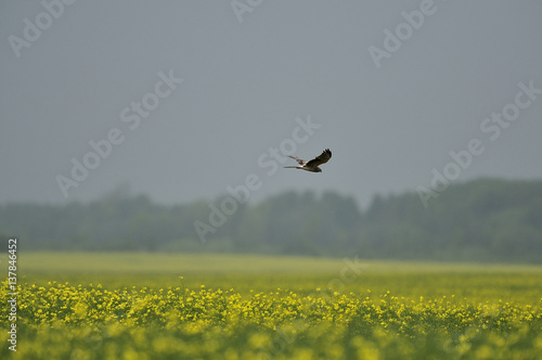 Montagu's harrier (Circus pygargus) in flight over mustard crop, Latvia, June 2009 photo