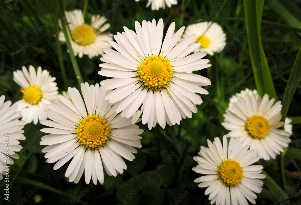 Fototapeta premium Daisies in the grass. Slovakia