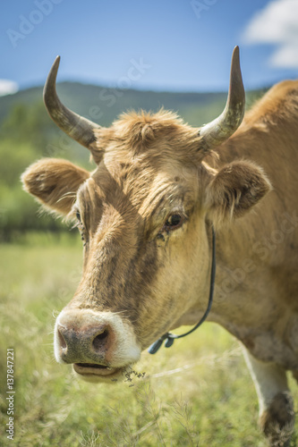 Mongolian Cow