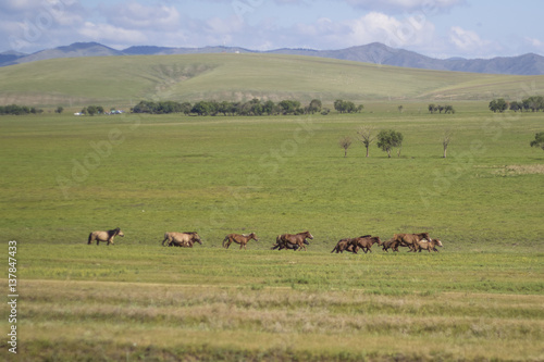 Small Herd of Horses Running in Mongolia © Cheryl