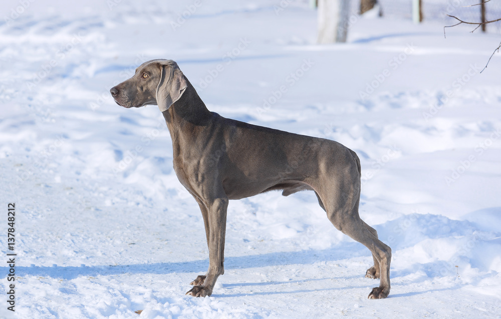 Hunting pointer weimaraner winter in the snow