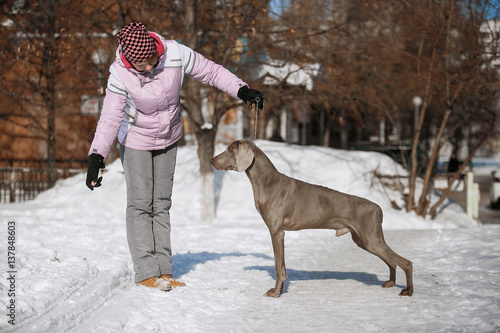 Hunting pointer weimaraner winter in the snow