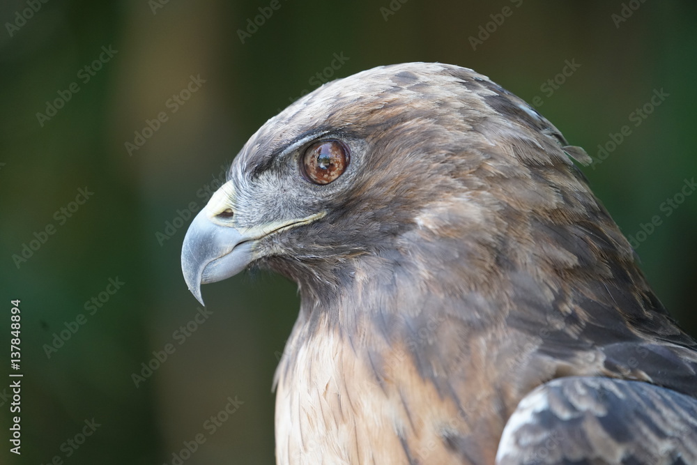 Hawk Beak Head Study Raptor Falconry Hawk Beak Head Study Raptor Falconry