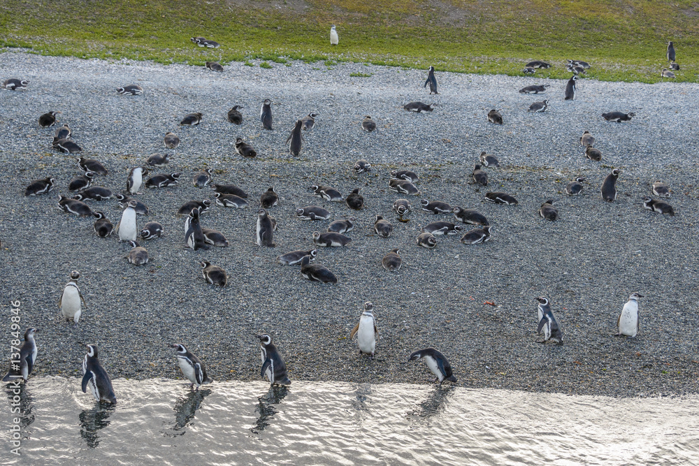Fototapeta premium Magellanic penguins