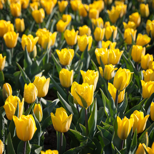 Field of beautiful blooming yellow tulips