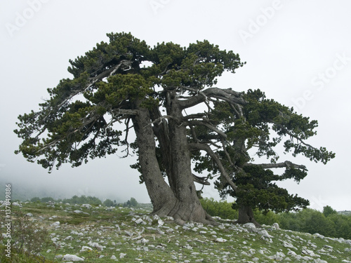 Bosnian pine (Pinus leucodermis) trees, Pollino National Park, Basilicata, Italy, May 2009