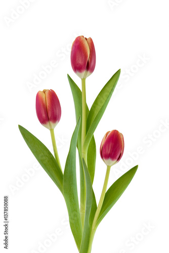 Fototapeta Naklejka Na Ścianę i Meble -  Rote Tulpen auf Weiß