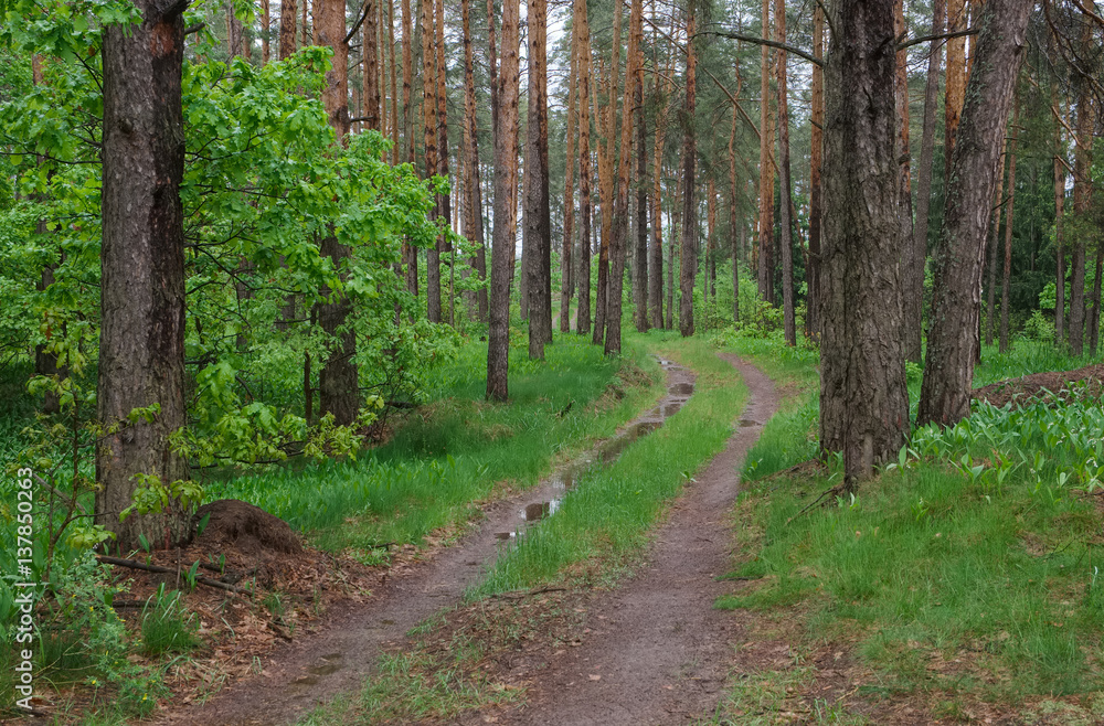 Spring landscape in overcast rainy road in the forest Spring landscape in overcast rainy road in the forest