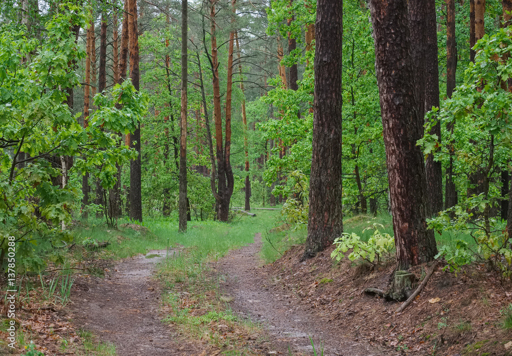 Spring landscape in overcast rainy road in the forest Spring landscape in overcast rainy road in the forest