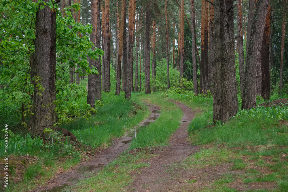Spring landscape in overcast rainy road in the forest Spring landscape in overcast rainy road in the forest