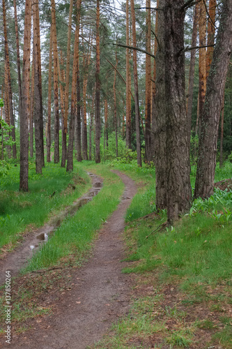 Fototapeta Naklejka Na Ścianę i Meble -  Spring landscape in overcast rainy road in the forest
