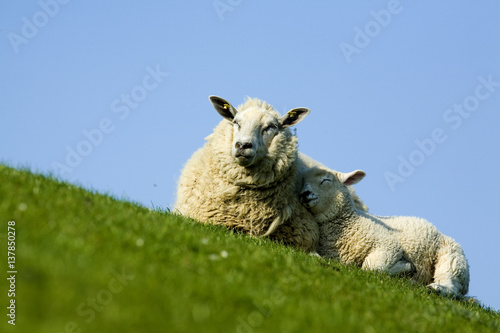 Sheep with lamb, Westerhever, Germany, April 2009