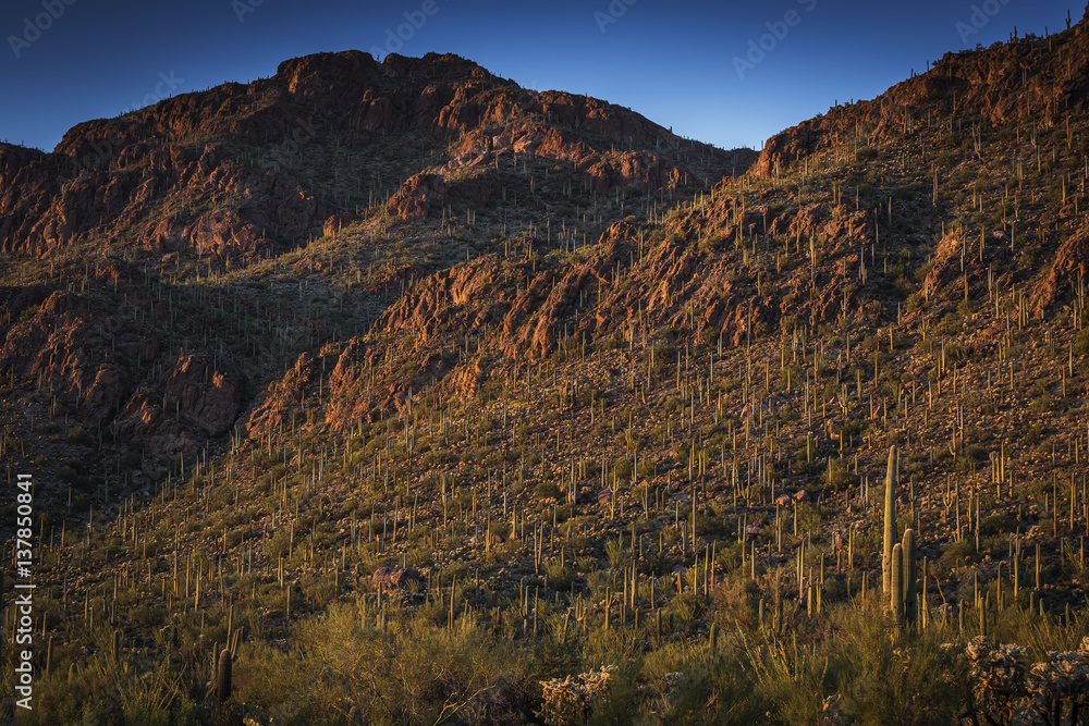 Saguaro National Park outside of Tuscon, Arizona Saguaro National Park outside of Tuscon, Arizona