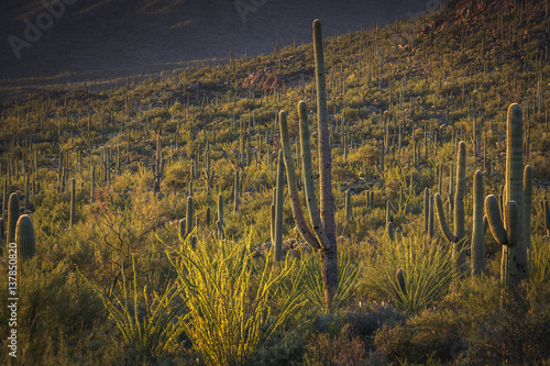 Saguaro National Park outside of Tuscon, Arizona
