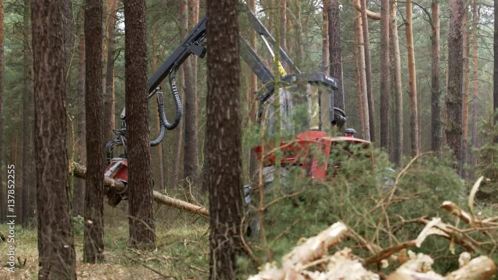 Harvester Machine Fell a Pine Tree and Cut it into Pieces, In forestry ...