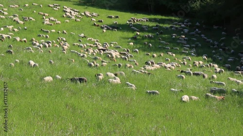 Eine Schafherde auf einer Wiese
