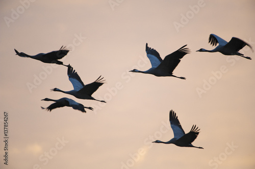 Six Common cranes in flight at sunrise