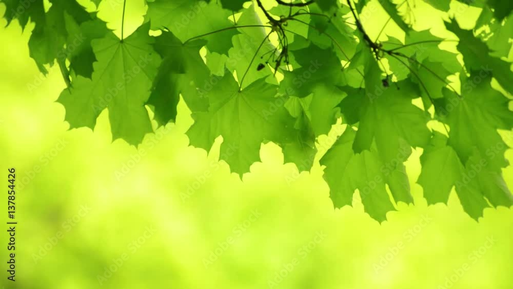 custom made wallpaper toronto digitalFresh Spring Maple Leaves Swaying in the Wind on the Blurred Green Background