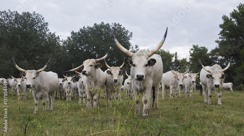 Hungarian grey cattle herd in field, Mohacs, Béda-Karapancsa, Duna Drava NP, Hungary, September 2008 photo