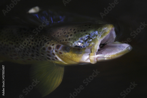 Brown trout (Salmo trutta) with mouth open swallowing Mayfly (Ephemera Danica) Dala river, Götene, Västra Götaland, Sweden, May 2009