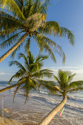 Fototapeta Naklejka Na Ścianę i Meble -  Tropischer Strand mit Palmen im Abendlicht