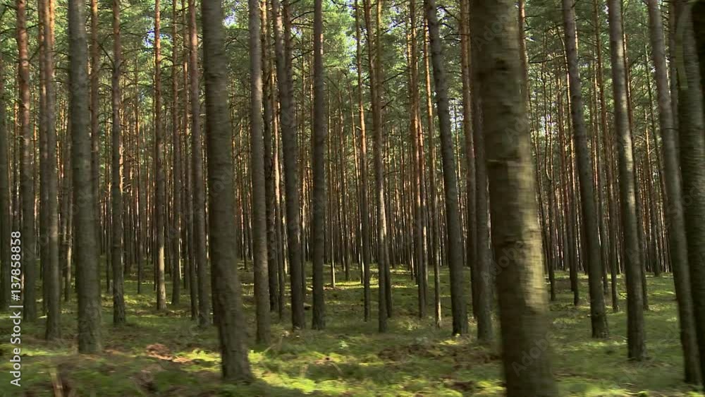 Slow Camera Drive through a Summer Forest with many Pines, A meditative journey through the forest leaves the senses wander far. The image can be used symbolic or as a picture of raw material wood. Slow Camera Drive through a Summer Forest with many Pines, A meditative journey through the forest leaves the senses wander far. The image can be used symbolic or as a picture of raw material wood.