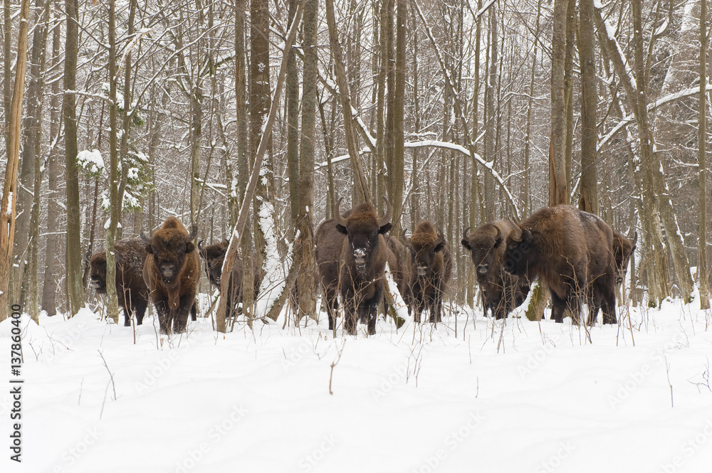European bison (Bison bonasus) gathering at feeding site, Bialowieza NP, Poland, February 2009 European bison (Bison bonasus) gathering at feeding site, Bialowieza NP, Poland, February 2009