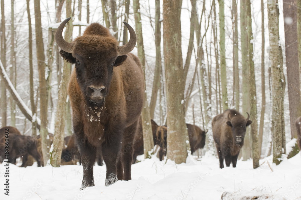 European bison (Bison bonasus) at winter feeding site, Bialowieza NP, Poland, February 2009 European bison (Bison bonasus) at winter feeding site, Bialowieza NP, Poland, February 2009